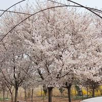 大量销售染井吉野樱花