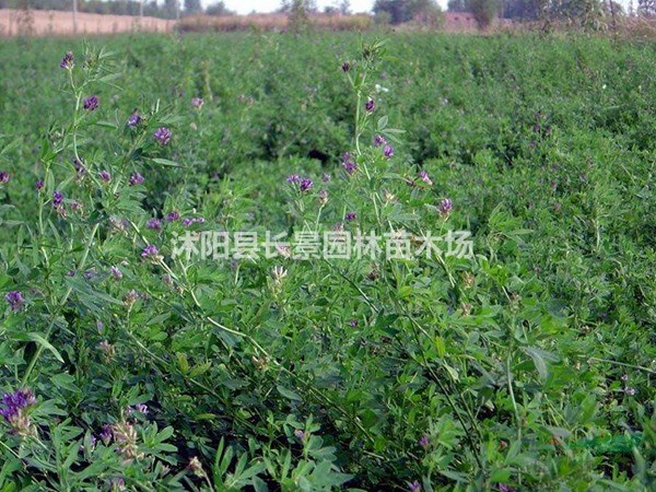 紫花苜蓿種子