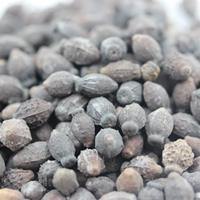 哪里有卖紫茉莉种子的？