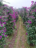 四川宜宾朴树批发四川宜宾三角梅批发四川宜宾茶花批发宜宾桂花批