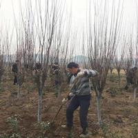 哪里红叶李多？红叶李产地在哪里？红叶李种植基地详情