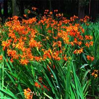 火星花 耐寒夏季观花 基地直销 多种规格 宿根花卉 品种*