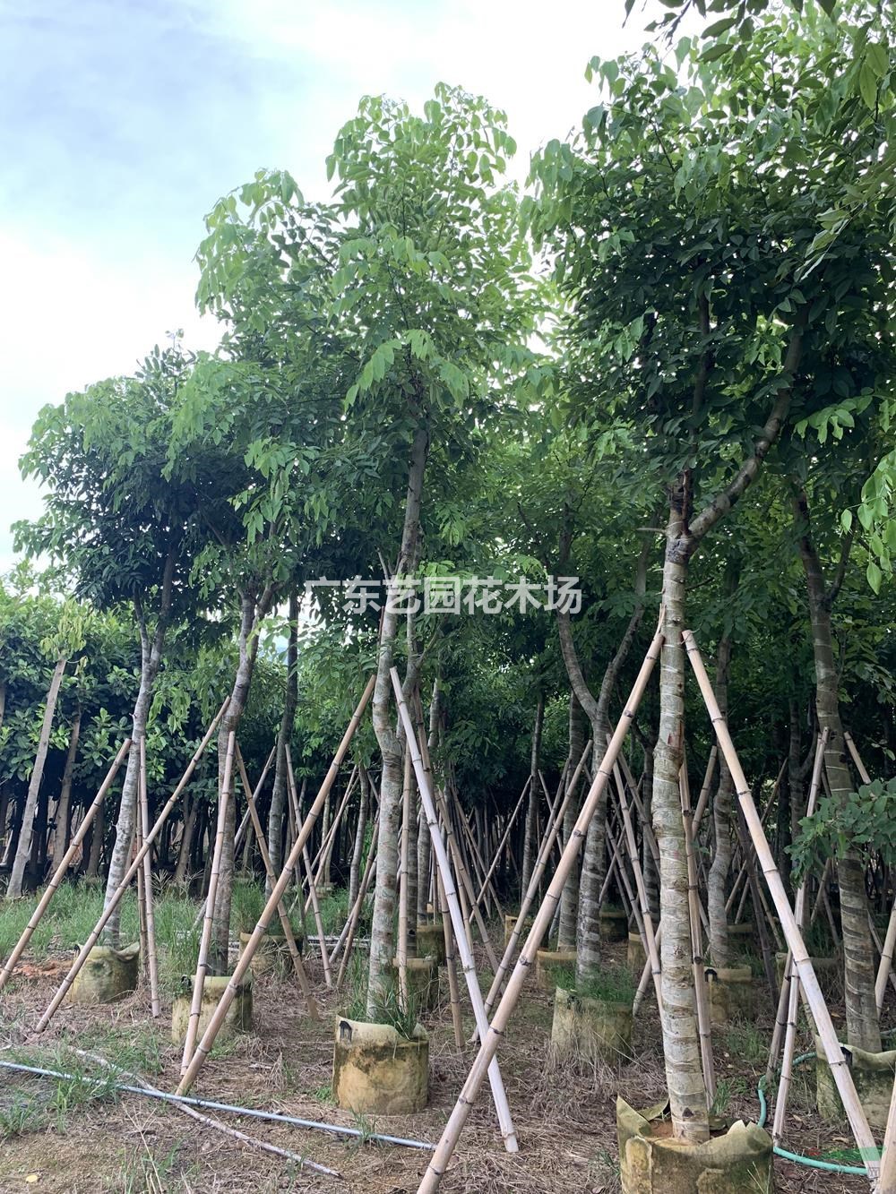 廣東臘腸樹價格/報價