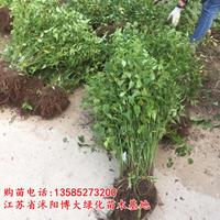 棣棠价格 棣棠苗产地 棣棠苗图片 销售棣棠花苗 花灌木