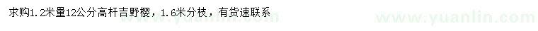 求购1.2米量12公分高杆吉野樱