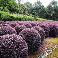 精品红花继木球基地直销，红花继木球报价，红花继木球图片