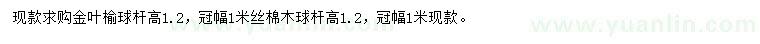 求购高1.2金叶榆球、丝棉木球