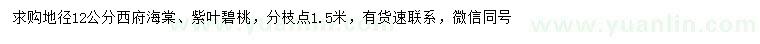 求购地径12公分西府海棠、紫叶碧桃