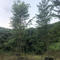 大小规格小叶榄仁基地 量大从优