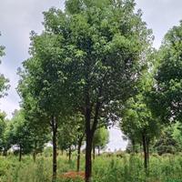 大小规格香樟基地直供，香樟工程苗，丛生香樟，大香樟