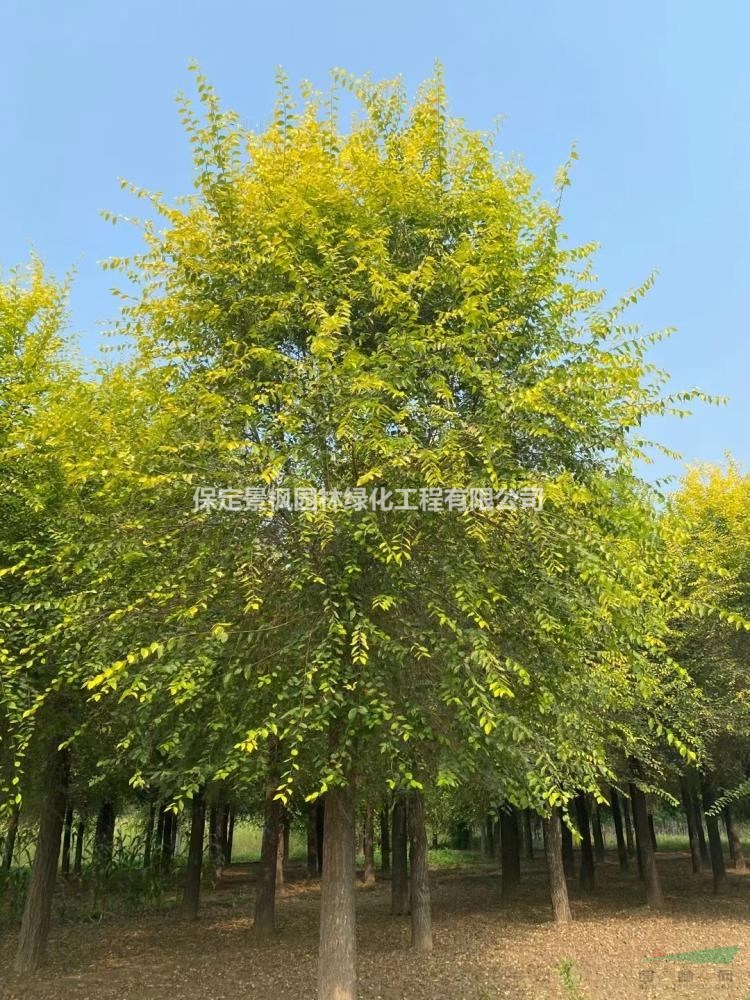 專供金葉榆,廠家直銷,白菜價,金葉榆基地,河北金葉榆