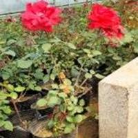 供应30-50公分高月季花  红帽月季 丰花月季