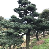 采购精品五针松可以到宁波，采购造型五针松可以到宁波
