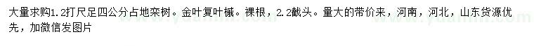 求购胸径4公分栾树、金叶复叶槭