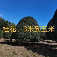 江西九江桂花3-5米大量有货/江西桂花价格优惠产地直销