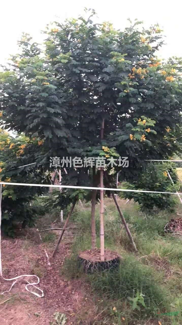 黄花槐价格 黄花槐报价 行道树 批发 价格优惠