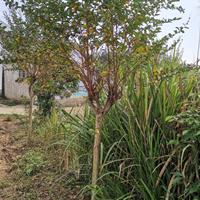 桂花、紫薇