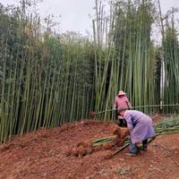 江苏竹子 雷竹 刚竹 各类竹子批发/供应