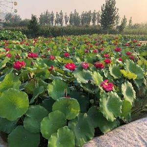 荷花 芦苇 苦草 金鱼藻 香蒲 黄菖蒲 千屈菜 再力花 人工生态浮..