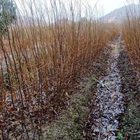 地径一公分朴树小苗，朴树小苗价格，百万朴树小苗基地