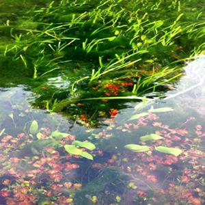 浮动湿地_河道生态修复技术_水上绿化