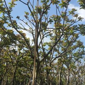 福建麻楝 麻楝价格 麻楝基地供应 行道树