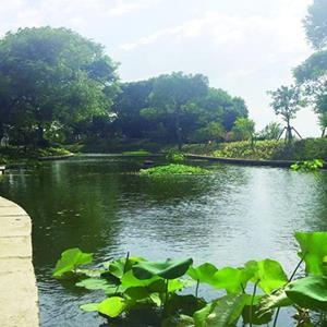 水下森林_水生植物_水面绿化花卉