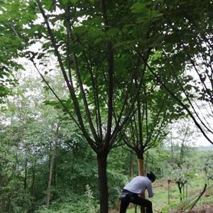 樱花10公分  樱花高杆  高杆樱花  基地供应樱花出售  长期现货