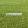 Perennial ryegrass