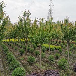 樱花 早樱 晚樱 樱花基地 移栽树 规格*