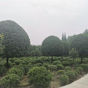 四川桂花 高杆桂花 桂花报价 基地直销 移栽树 规格*