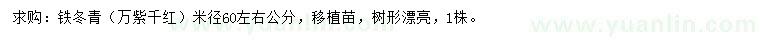 求购米径60公分左右铁冬青