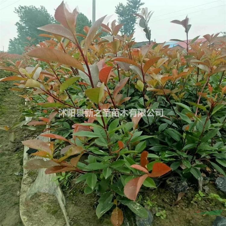 批發精品紅葉石楠紅葉石楠球