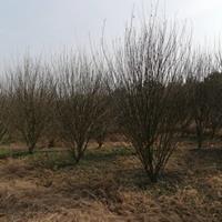 供应丛生木槿、单杆木槿