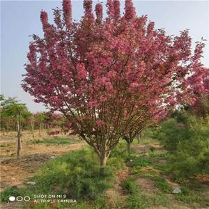 北美海棠大型种植基地 量大质优 欢迎咨询