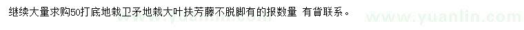 求购50公分打底卫矛、大叶扶芳藤