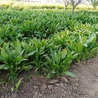 河北省定州市出售优质紫玉簪300000芽