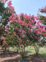 安徽合肥苗圃直销丛生紫薇，乌桕，桂花，红花玉兰，肥西苗木价格