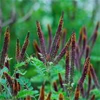 紫穗槐槐苗基地防沙固沙护坡植物紫花苗刺槐树苗耐寒耐旱绿化