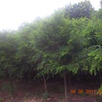 红豆杉地径(8公分-10公分-12公分)红豆杉价格供应
