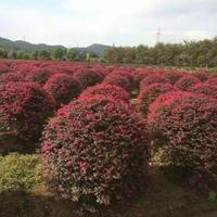 安徽合肥苗圃红花继木球质量*好，肥西红花继木球苗圃供应商