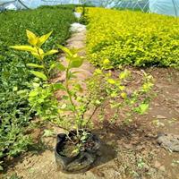 金山绣线菊 金焰绣线菊基地