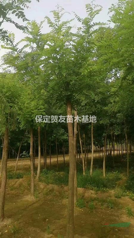 12公分刺槐供应 另有15公分刺槐 质量好上货快