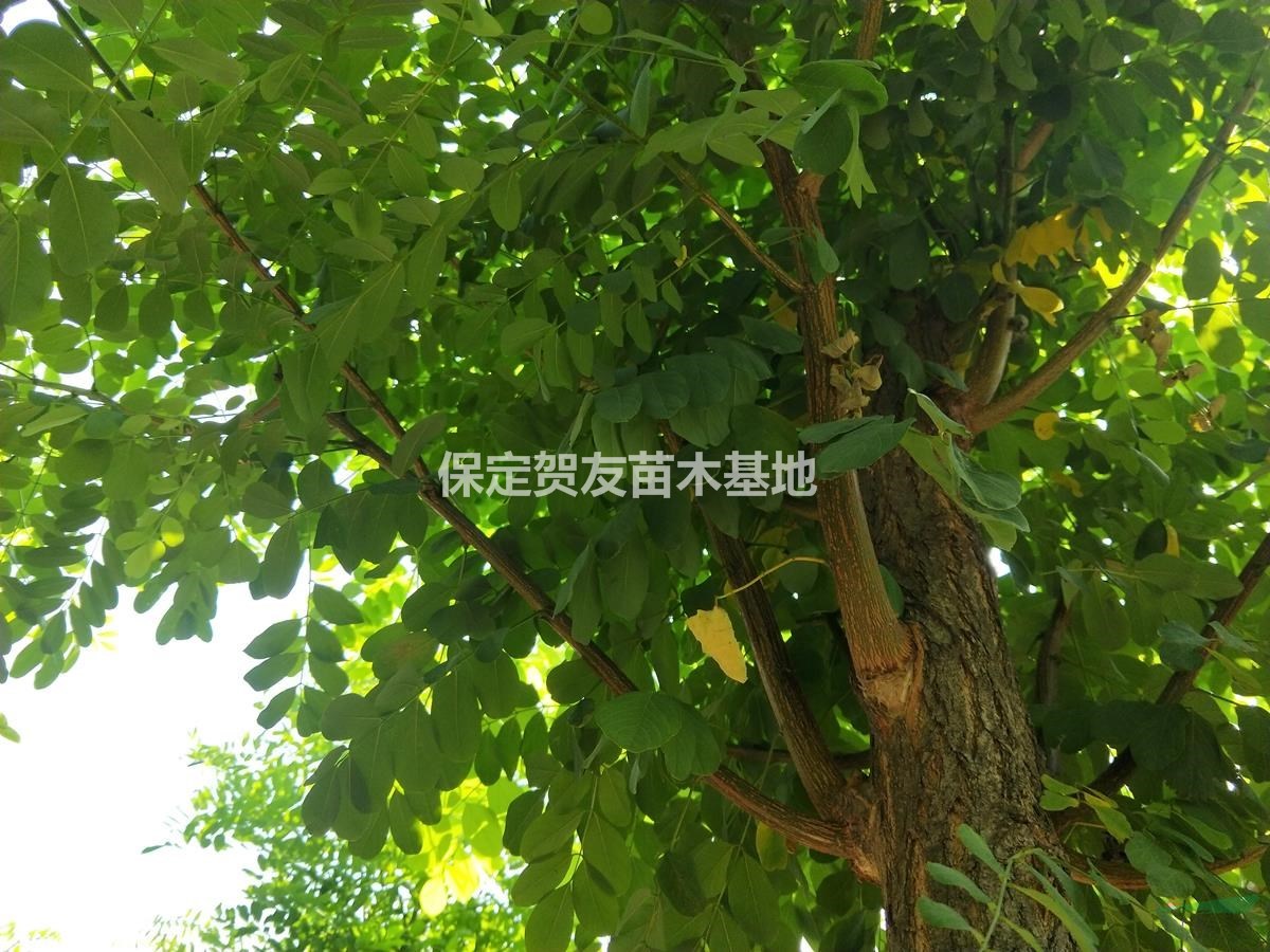 12公分刺槐供应 另有15公分刺槐 质量好上货快
