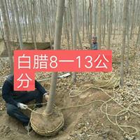 8公分白蜡