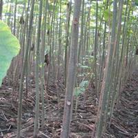 泡桐 大乔木植物 沭阳泡桐  白花泡桐 大果泡桐  空桐木