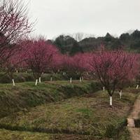 重庆地区供应原生骨里红梅