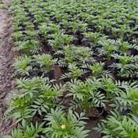 草花基地出售万寿菊价格 万寿菊绿化杯花批发销售 