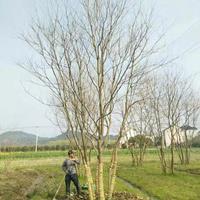 安徽合肥哪里有丛生乌桕出售？肥西乌桕种植基地苗圃供应商