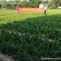 「小龙柏」苗圃小龙柏_价格_图片